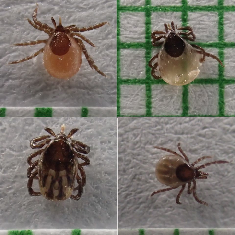 tick nymphs