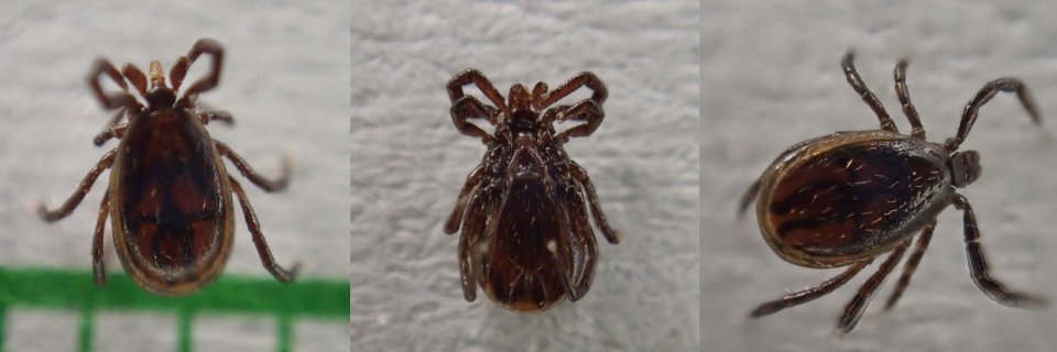 tick male