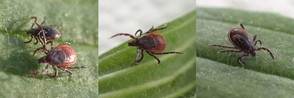 tick male and female
