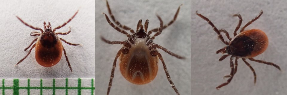 tick female