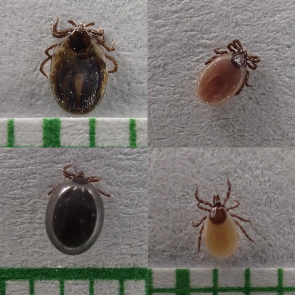 Nikitik Insect Klíště.cz – Life cycle of ticks